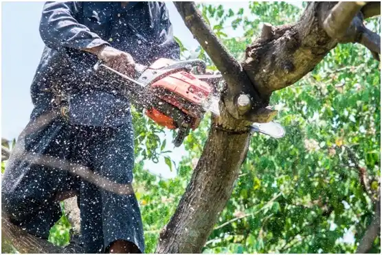 tree services Holmen